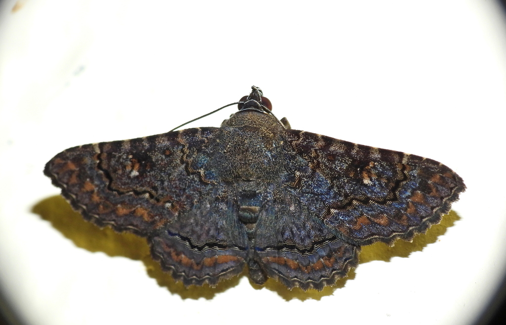Pseudyrias tyei