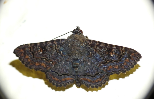 Pseudyrias tyei