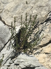 Veronica fruticulosa
