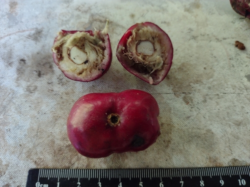 Phaleria clerodendron, photograph 5
