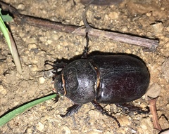Oryctes nasicornis grypus