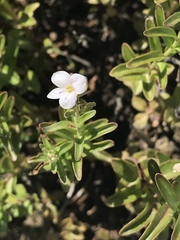 Veronica fruticulosa