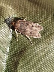 Hofmannophila pseudospretella