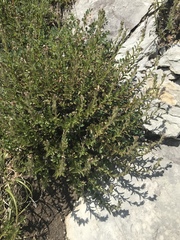 Veronica fruticulosa