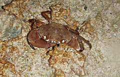 Eriphia sebana