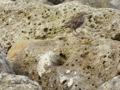 Sturnus vulgaris