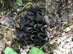 Wynnea americana