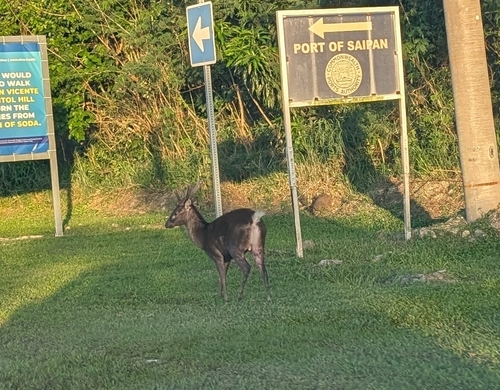 Philippine Deer