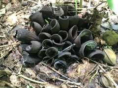 Wynnea americana