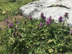 Betonica hirsuta