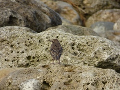 Sturnus vulgaris