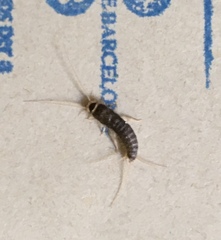 Ctenolepisma longicaudatum