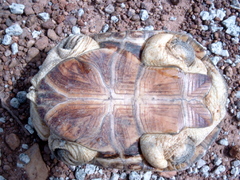 Sahelian Helmeted Turtle photo 4