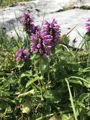 Betonica hirsuta