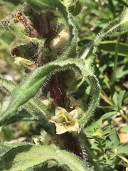 Campanula thyrsoides