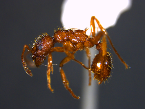 European fire ant, photo 8 of 9