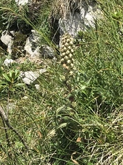 Campanula thyrsoides