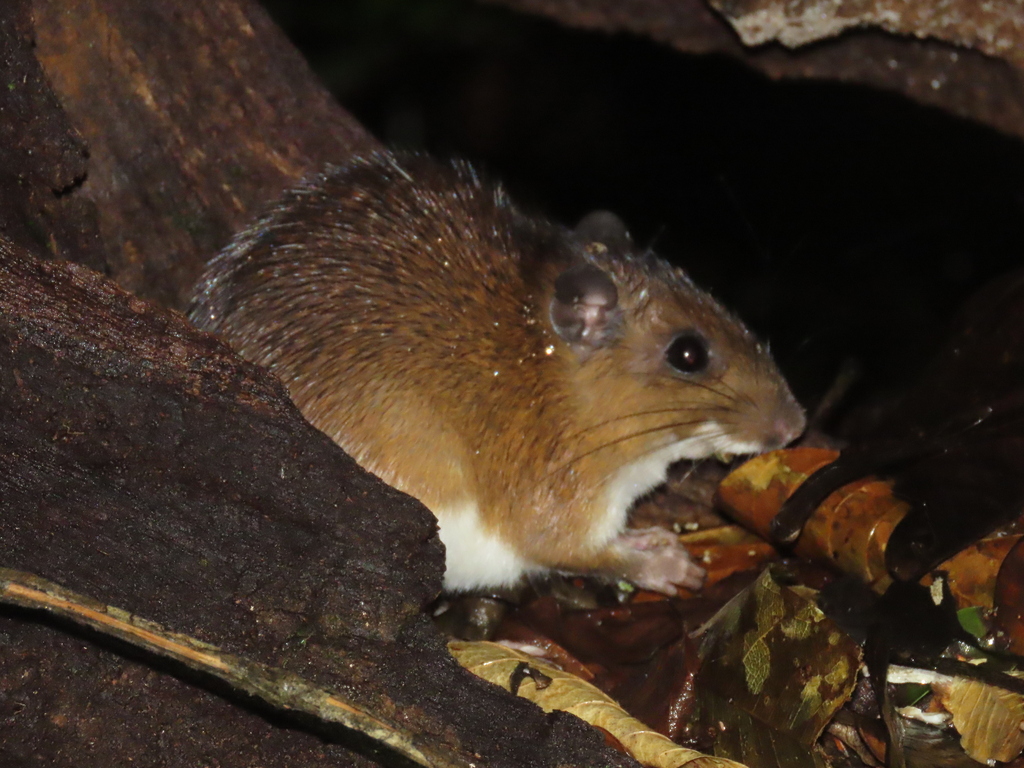 Cuvier's Spiny-Rat
