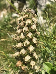Campanula thyrsoides