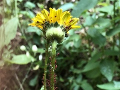Uroleucon obscuricaudatum
