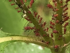 Uroleucon obscuricaudatum
