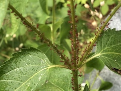 Uroleucon obscuricaudatum