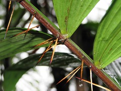 Bactris maraja juruensis