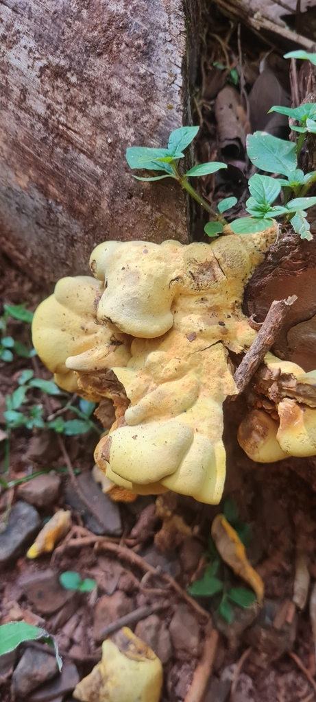 Pseudomerulius curtisii · February 2025 · photo: © theadventurehunter (iNaturalist, cc-by)