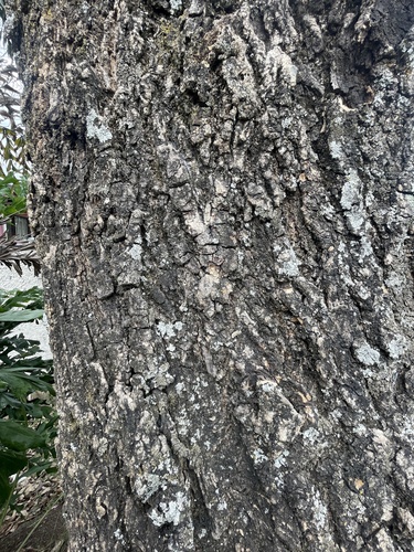 Tabebuia rosea - Whole tree