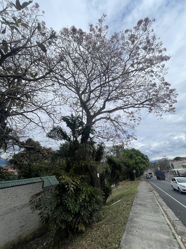 Tabebuia rosea - Leaves