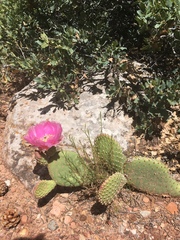 Opuntia aurea