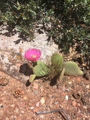 Opuntia aurea