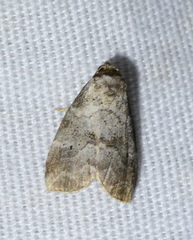 Hyperstrotia pervertens