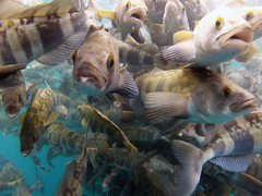 Atka Mackerel photo 5