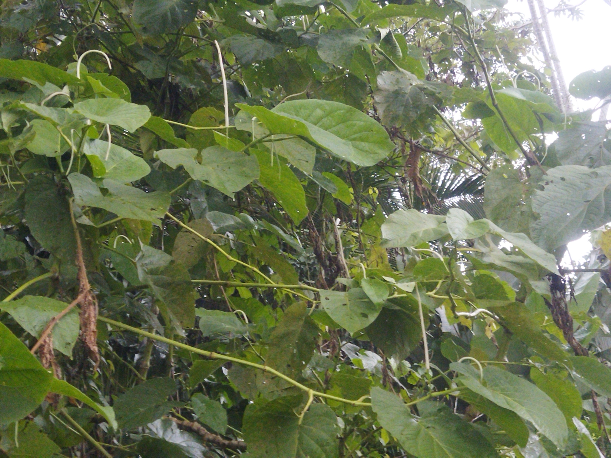 Imagem de Amazônia
