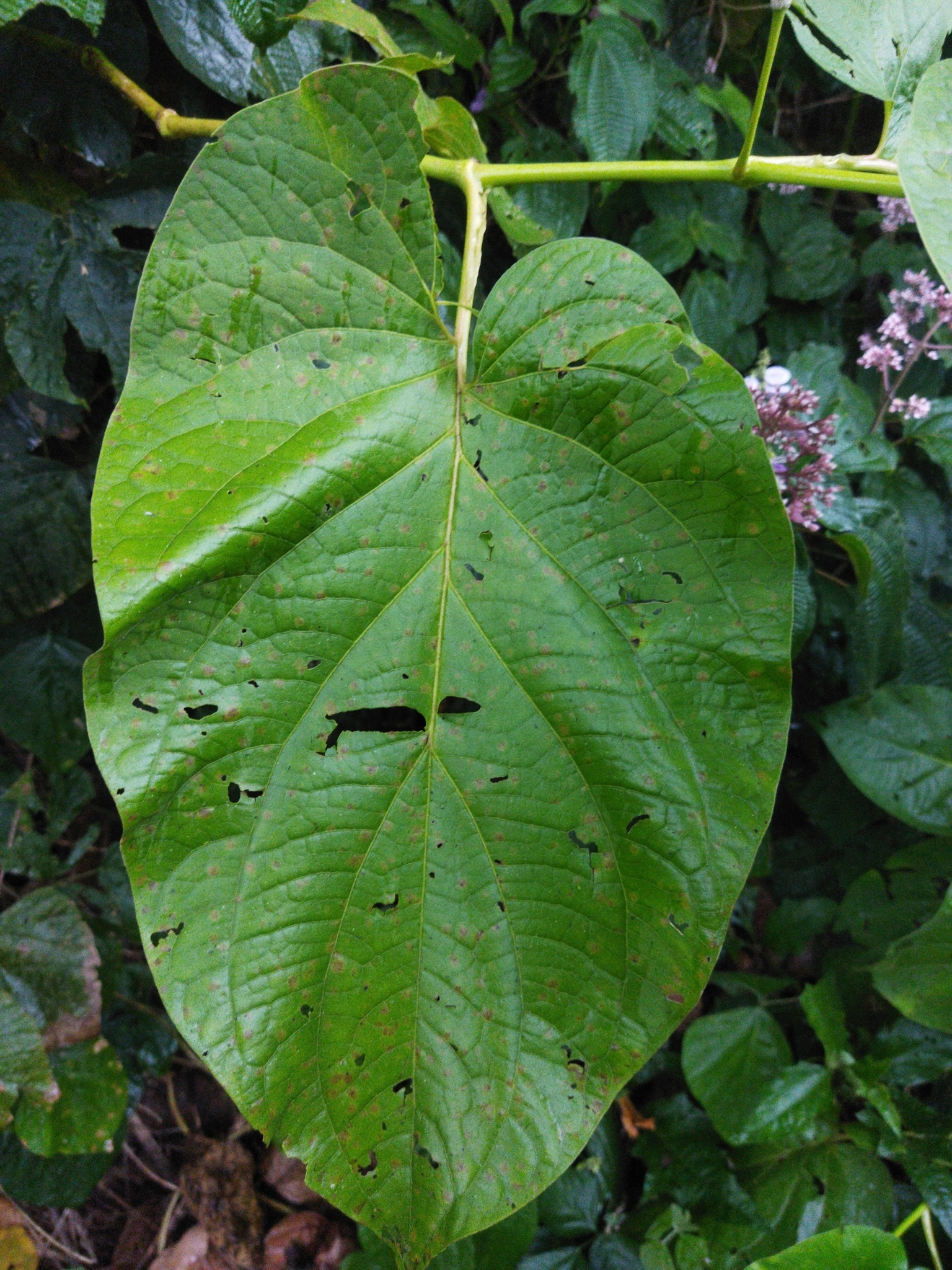 Imagem de Amazônia