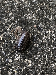 Armadillidium vulgare