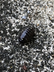 Armadillidium vulgare