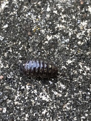 Armadillidium vulgare