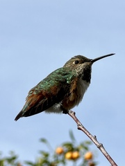 Allen's Hummingbird photo 5