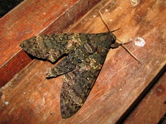 Cocytius mortuorum