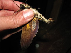 Cocytius mortuorum