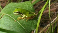 Hyla walkeri