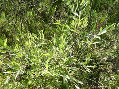 Salix eastwoodiae