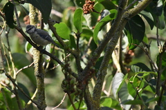 Cyanistes caeruleus