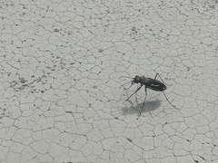 Cicindela hydrophoba