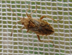 Stictopleurus punctiventris
