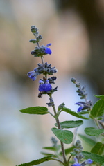 Salvia melissodora
