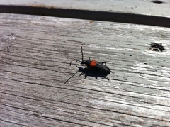 Stictoleptura canadensis