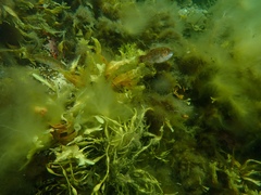 Tautogolabrus adspersus